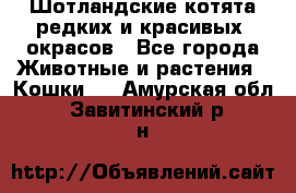 Шотландские котята редких и красивых  окрасов - Все города Животные и растения » Кошки   . Амурская обл.,Завитинский р-н